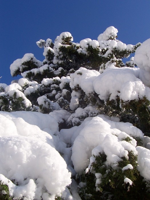 Boughs of Snow