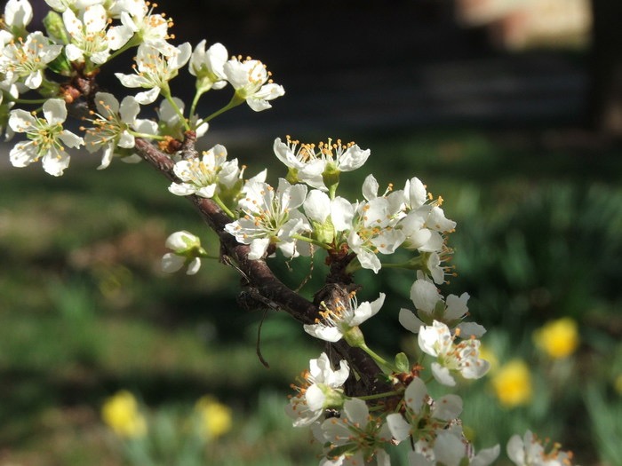 Budding Whites and Yellows of Spring