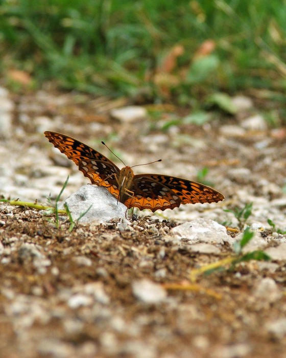 Butterfly On The Rock