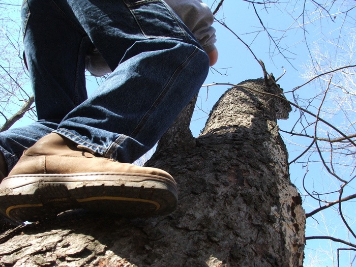 Climbing the Life Tree