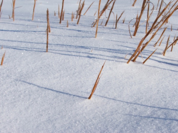 Grass Shadows Snow
