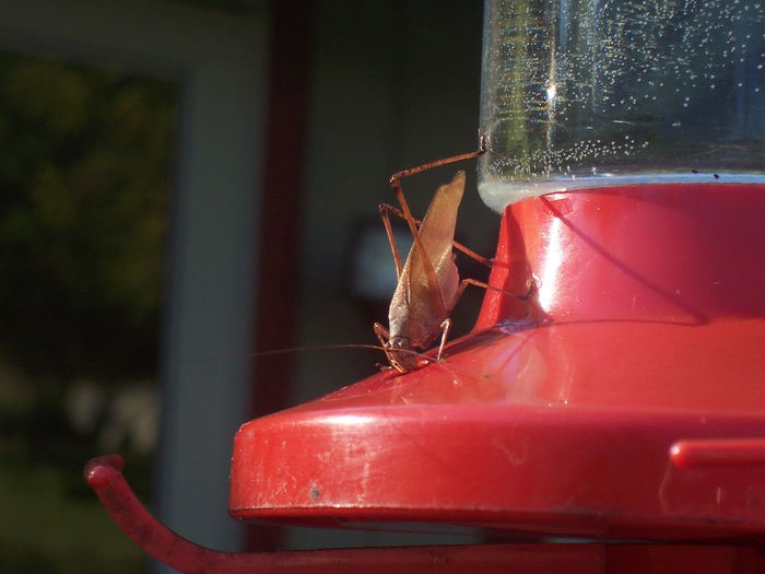 Hummingbird Grasshopper