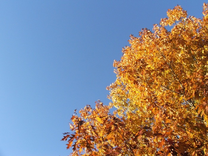 Orange Tree Blue Sky