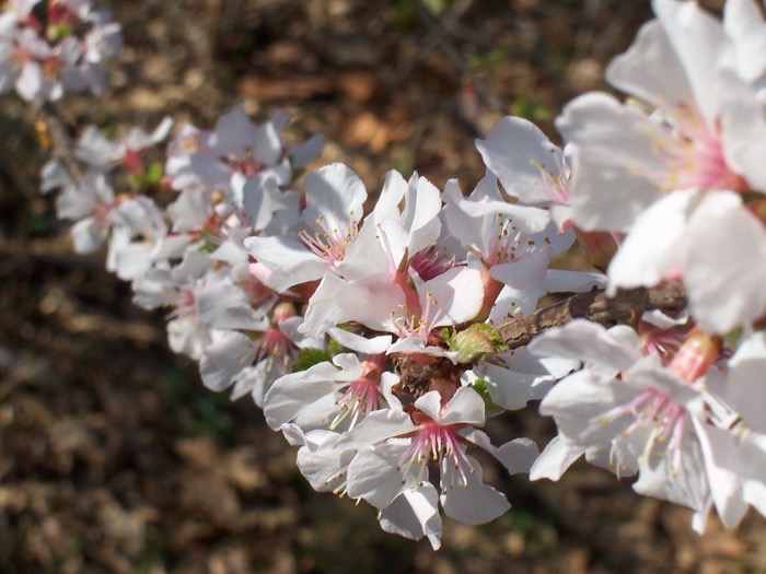 Pink Flowers and Brown