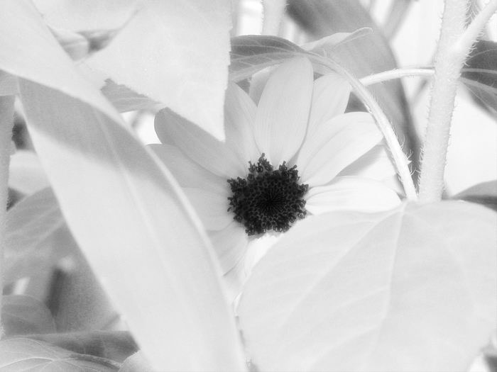 Pure Bright and Simple Sunflower