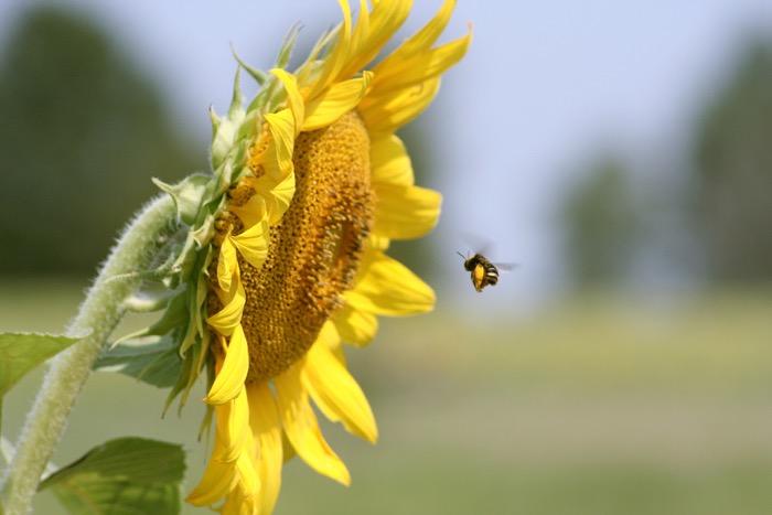 Sunflower Staring Contest