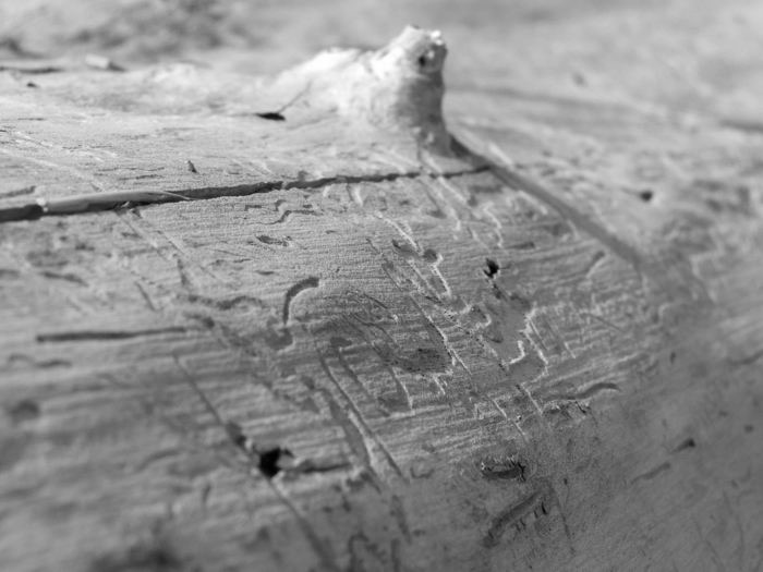 The Lives of Wood Worms