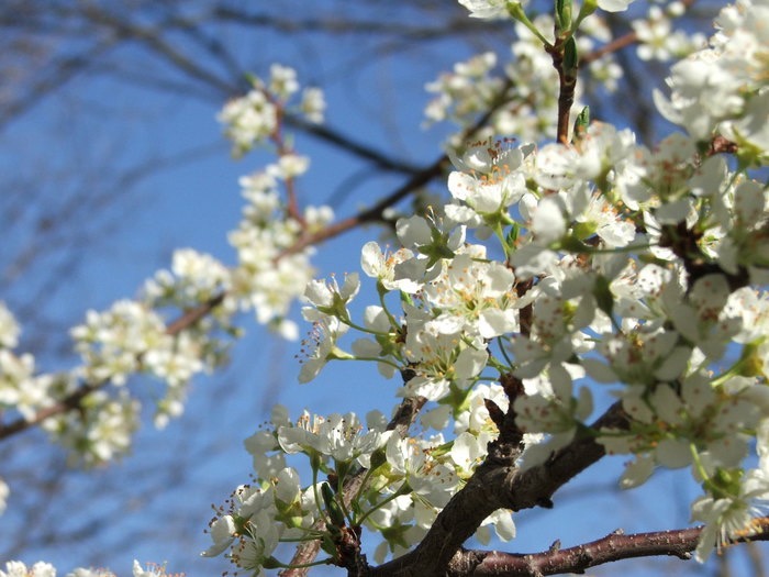 Warm White Flowers in the Sky
