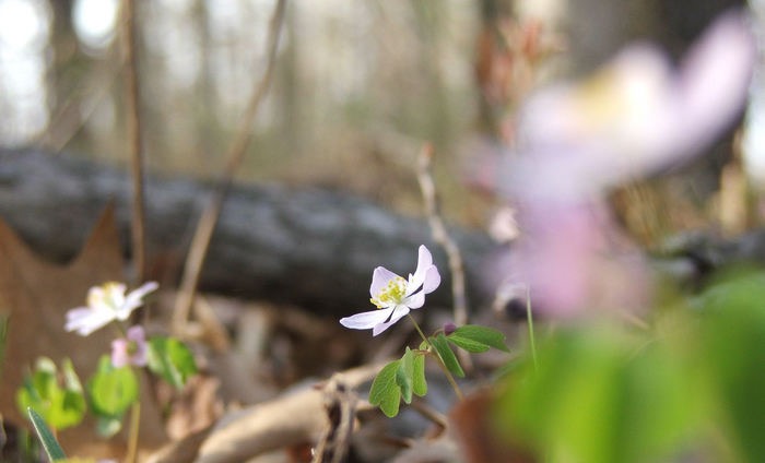White Flower Focus