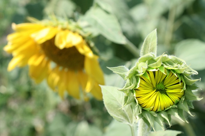 Young Sunflower